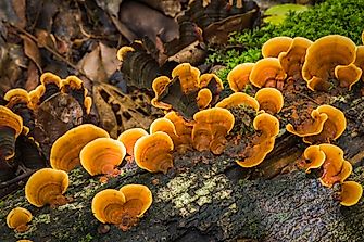 Medicinal Mushrooms: History and Usages