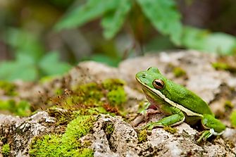 What Is The Louisiana State Amphibian?