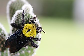 Cactus Bee Facts: Animals of North America