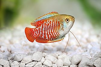 Native Fish Species Of Pakistan