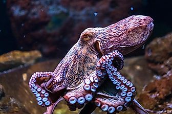 10 Freakishly Smart Things Octopuses Can Actually Do