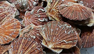 Where Do Scallops Come From?