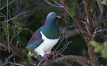 Iconic Endemic Birds Of New Zealand