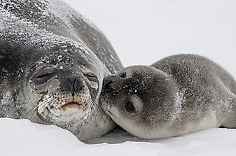 Weddell Seal Facts: Animals of Antarctica