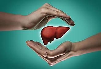 What's The Heaviest Organ In The Body?