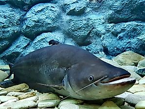 Native Fish of Afghanistan