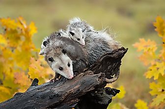 Do Opossums (Possums) Make Good Pets?