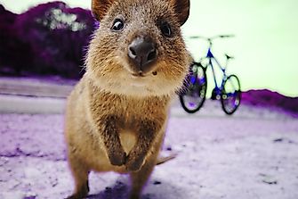 Do Quokkas Really Throw Their Babies?