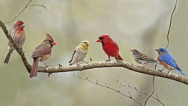Bird Watching Game: Can You Spot All 10 Of These Birds From Your Home?