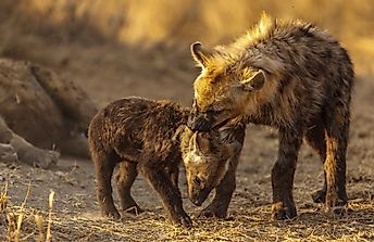 Do Hyenas Eat Their Siblings?