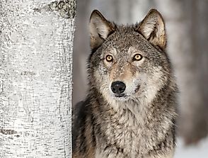 The Gray Wolf: Animals of North America