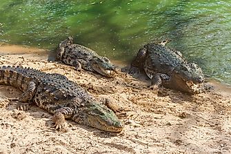 Gangaram, the 130-year-old Crocodile Who Won Hearts