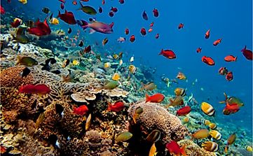 What Animals Live in the Ocean?