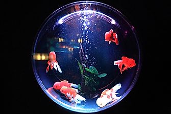 Tips To Setting Up An Aquarium In Your Own Home