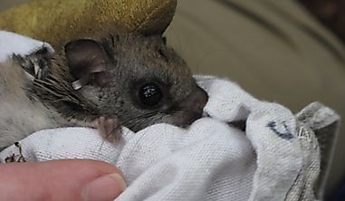 Northern Flying Squirrel Facts: Animals of North America
