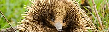 Wildlife