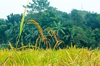 The Economy Of Bangladesh