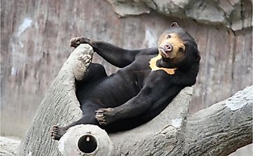 What Are The Differences Between The Sloth Bear, Asian Black Bear, And Sun Bear?