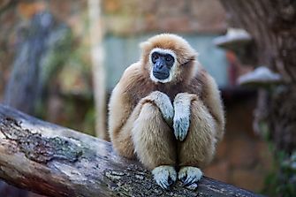 Animal Names That Start With G