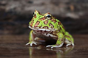 Amphibians of Argentina