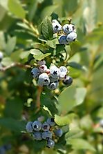 Where Are Blueberries Grown?