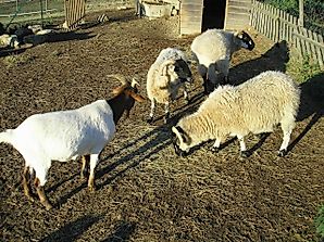Top 10 Goat And Sheep Meat Exporters