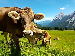 The Economy Of Austria