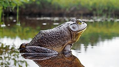 What Is The Missouri State Amphibian?