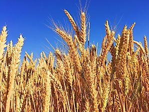 Are GMO Foods Good For You? Arguments For And Against