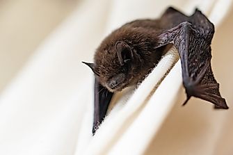 What is Echolocation?