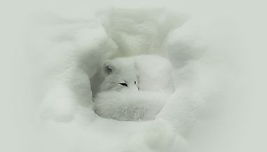 Arctic Fox Facts: Animals of the Arctic