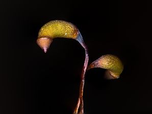 How Do You Tell If A Plant Is Sporophyte Or Gametophyte?