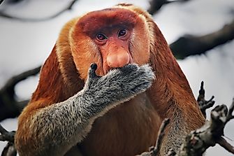 10 Odd Occurrences Of Crazy Animal Evolutions
