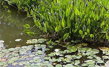 What Are The Different Types Of Aquatic Plants?