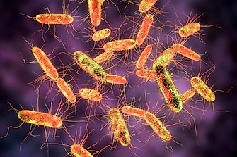 Who Was Known As Typhoid Mary And Why?