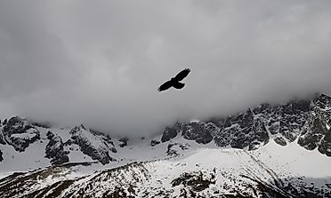 Highest Flying Birds