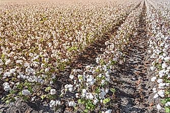 The Leading Cotton-Producing US States
