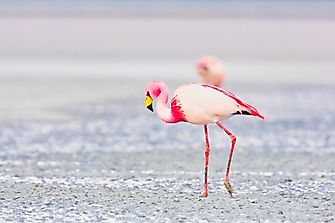 Why are Flamingos Pink?