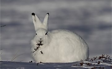 How Is The Arctic Hare Adapted To Its Environment?