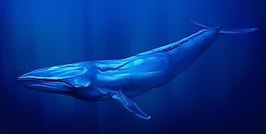 Where Do Blue Whales Live?