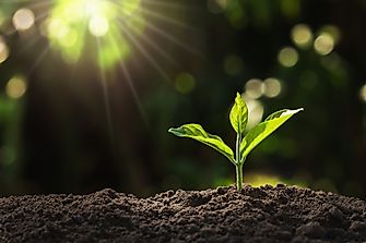 The Different Types Of Stem Specializations Or Modifications In Nature