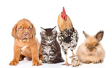 The Importance Of Animal Domestication