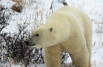 Polar Bear Provincial Park