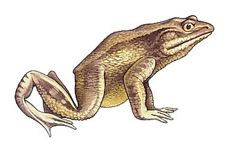 What is the Largest Frog in the World?