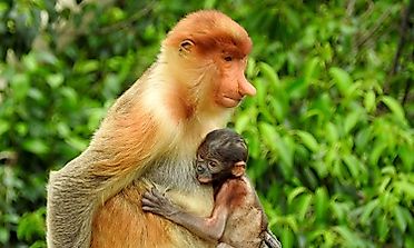 Animals Of Borneo