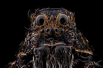 Are Wolf Spiders Dangerous To Humans?