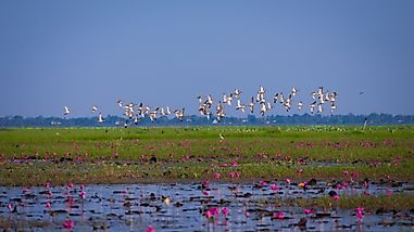 What Are The Major Threats To Wetland Ecosystems Around The World?