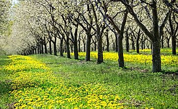 Where Do Cherries Grow?