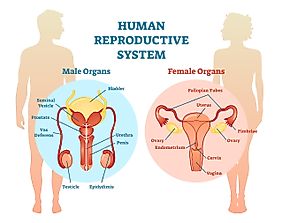 The Structure And Function Of The Reproductive System