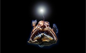 How Do Deep Sea Creatures Survive The High Water Pressure?
